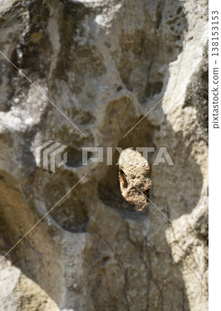 Takaike's Insect-Eaten Rock (a nationally designated natural monument) 138153153