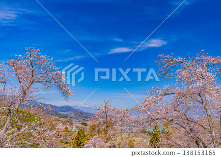 (山梨縣)從大星公園眺望遠處的八嶽山脈,公園裡的櫻花正值盛開。 (山梨縣)從大星公園眺望遠處的八嶽山脈,公園裡的櫻花正值盛開。 138153165