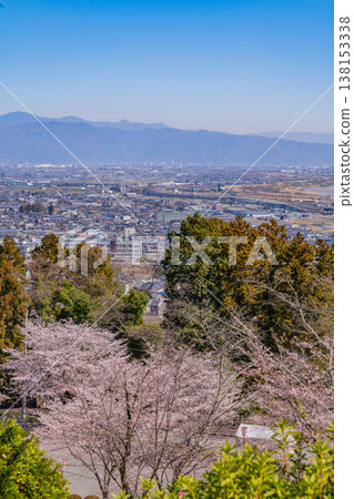 (Yamanashi Prefecture) Daihoshi Park Cherry Blossom Festival: Cherry blossoms in full bloom 138153338