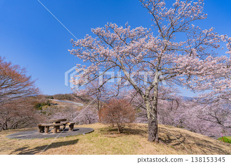 (山梨縣)大星公園櫻花節:櫻花盛開 (山梨縣)大星公園櫻花節:櫻花盛開 138153345