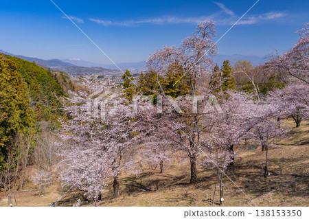 （山梨縣）大星公園櫻花節：櫻花盛開 138153350