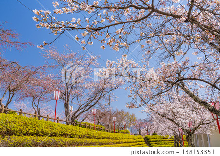 (山梨縣)大星公園櫻花節:櫻花盛開 (山梨縣)大星公園櫻花節:櫻花盛開 138153351