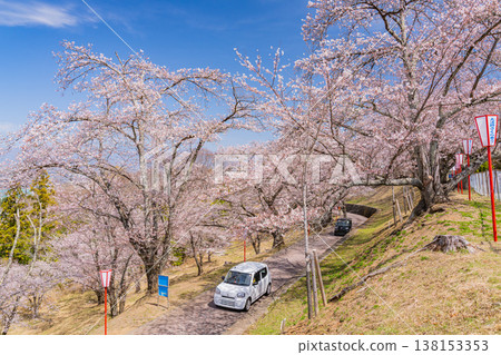 (Yamanashi Prefecture) Daihoshi Park Cherry Blossom Festival: Cherry blossoms in full bloom (Yamanashi Prefecture) Daihoshi Park Cherry Blossom Festival: Cherry blossoms in full bloom 138153353