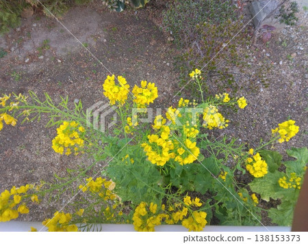 Rape blossoms that herald the arrival of spring Rape blossoms that herald the arrival of spring 138153373