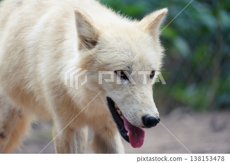 Wolfdog Wolfdog 138153478