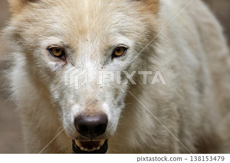 Wolfdog Wolfdog 138153479