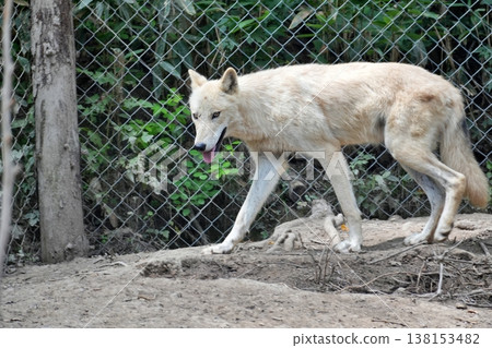 狼犬 狼犬 138153482