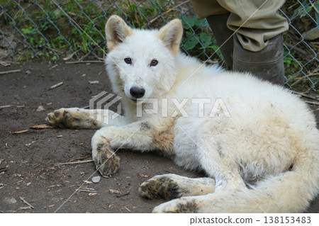 Wolfdog Wolfdog 138153483