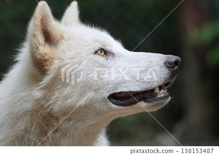 狼犬 狼犬 138153487