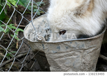 Wolfdog 138153493