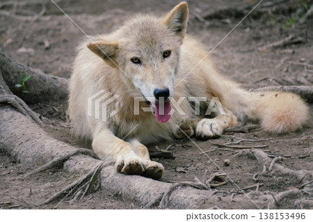 狼犬 狼犬 138153496