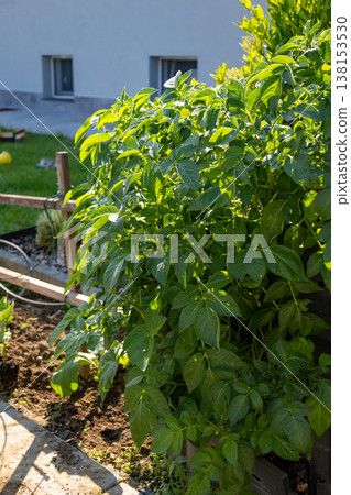 Vigorous green potato plant thriving in a sunny garden patch with rich soil, representing sustainable urban gardening and fresh, organic produce cultivation 138153530