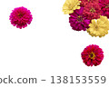 colorful flowers red, pink, yellow zinnia elegan local flora of asia 138153559