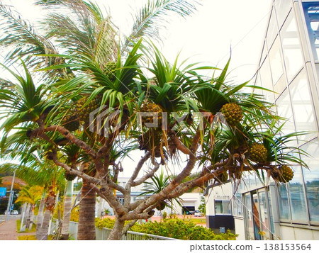 小笠原群島父島的露兜樹果實和熱帶城鎮景觀。 138153564