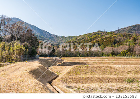 Terraced rice fields in the Kosei region, Kitakomatsu, Otsu City, Shiga Prefecture 138153588