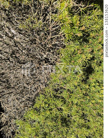 Contrast of textures, dry and lively juniper Contrast of textures, dry and lively juniper 138153620