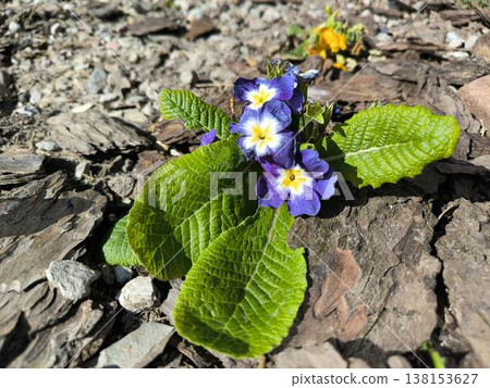 Purple primrose among wood mulch and stones 138153627