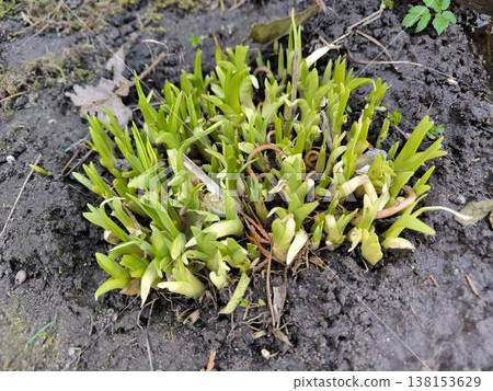 The onion plant pushes its way through the damp soil The onion plant pushes its way through the damp soil 138153629