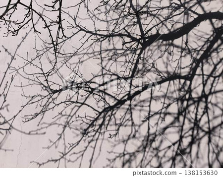 Tree shadows on the wall, intertwining tree branches Tree shadows on the wall, intertwining tree branches 138153630
