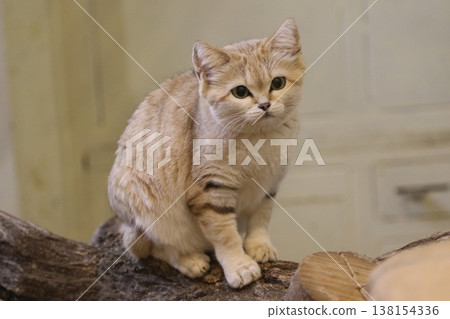 Small and cute, yet ferocious: A sand cat's expression reveals its sharp instincts. Small and cute, yet ferocious: A sand cat's expression reveals its sharp instincts. 138154336