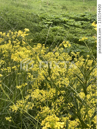 Yellow wildflowers bloom densely amidst green foliage, creating a vibrant nature background Yellow wildflowers bloom densely amidst green foliage, creating a vibrant nature background 138154400