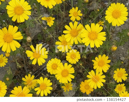 Yellow daisies blooming in a garden, creating a vibrant spring floral background Yellow daisies blooming in a garden, creating a vibrant spring floral background 138154427