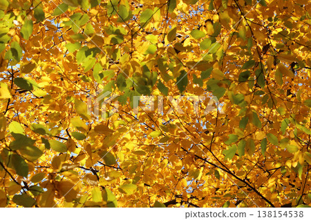 Golden leaves on the tree in autumn Golden leaves on the tree in autumn 138154538