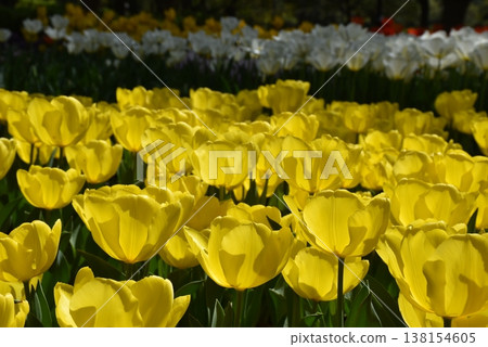 鬱金香花朵特寫,春日花田 鬱金香花朵特寫,春日花田 138154605