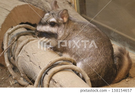 A cute image of a viscacha relaxing in a tree; a fluffy portrait of a small animal. 138154657