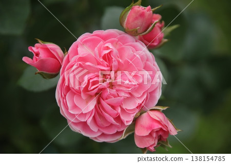 rose rose 138154785