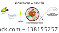 Microbiome and cancer. Cancer therapy. Experimental oncology. 138155257