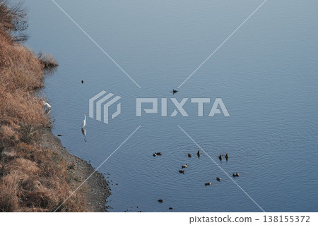 Waterfowl on the shore Waterfowl on the shore 138155372