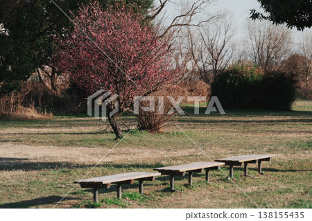 Red plum blossoms in full bloom and a bench Red plum blossoms in full bloom and a bench 138155435