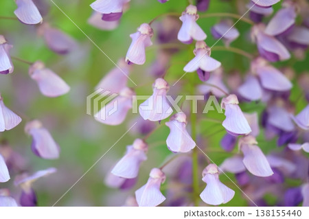 紫藤花的景觀 紫藤花的景觀 138155440