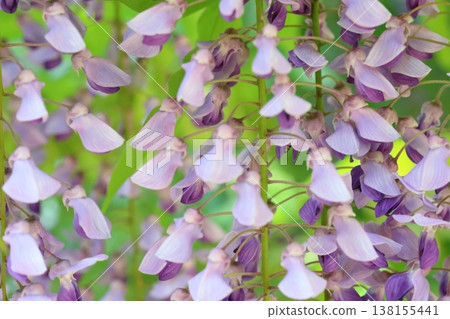 紫藤花的景觀 紫藤花的景觀 138155441