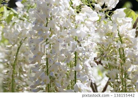 紫藤花的景觀 紫藤花的景觀 138155442