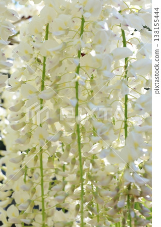 紫藤花的景觀 紫藤花的景觀 138155444