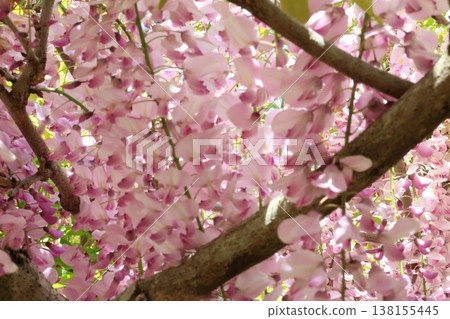 紫藤花的景觀 紫藤花的景觀 138155445