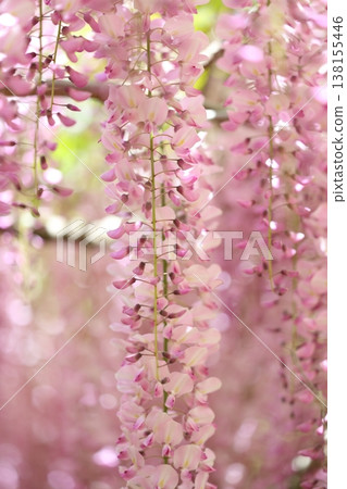 紫藤花的景觀 紫藤花的景觀 138155446