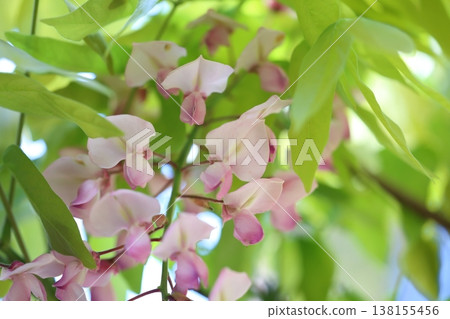 紫藤花的景觀 138155456