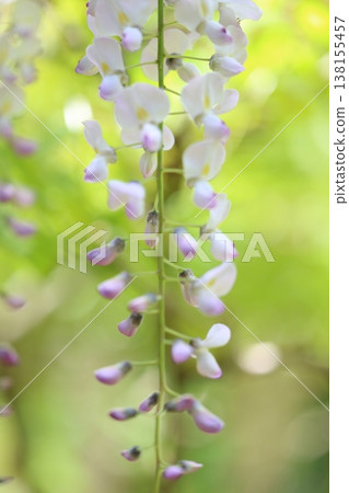紫藤花的景觀 138155457