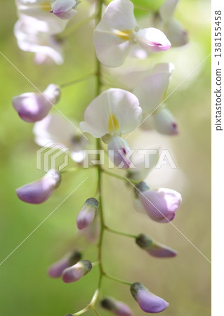 紫藤花的景觀 138155458