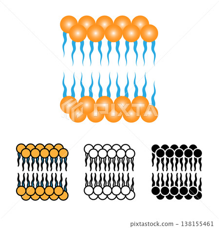 Phospholipid Lipid Bilayer Cell Membrane Structure Vector Icon Set Phospholipid Lipid Bilayer Cell Membrane Structure Vector Icon Set 138155461