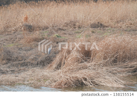 A gray heron standing in a withered reed field. 138155514