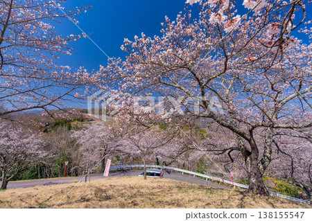 (山梨縣)大星公園:櫻花盛開;櫻花節 (山梨縣)大星公園:櫻花盛開;櫻花節 138155547