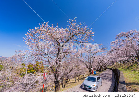 (Yamanashi Prefecture) Daihoshi Park: Cherry blossoms in full bloom; Cherry Blossom Festival (Yamanashi Prefecture) Daihoshi Park: Cherry blossoms in full bloom; Cherry Blossom Festival 138155554