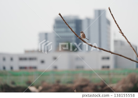 摩西陷在樹枝上 摩西陷在樹枝上 138155558