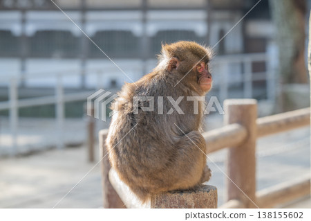 Monkey at Takasakiyama 138155602