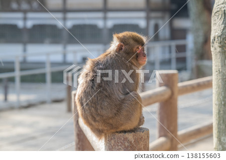 Monkey at Takasakiyama Monkey at Takasakiyama 138155603