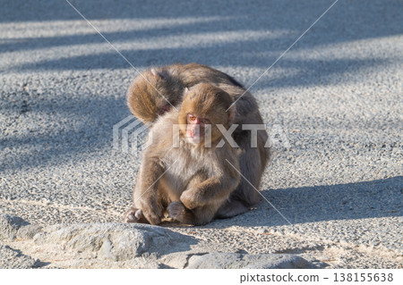 Monkey at Takasakiyama 138155638